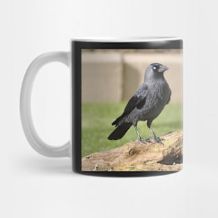 The Jackdaw Mug